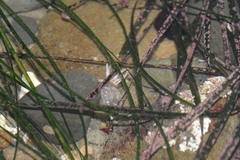 Halcampa decemtentaculata