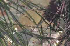 Halcampa decemtentaculata