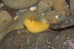 Geitodoris heathi