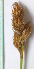 Carex straminiformis