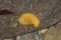Geitodoris heathi