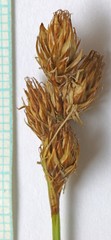 Carex straminiformis