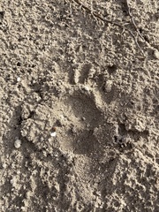 Hystrix africaeaustralis