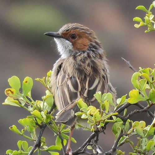 Rufous-eared Warbler (Malcorus pectoralis), photo 9