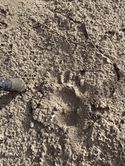 Hystrix africaeaustralis