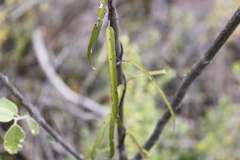 Parsonsia eucalyptophylla