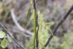 Parsonsia eucalyptophylla