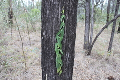 Parsonsia eucalyptophylla