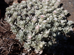 Ewartia nubigena