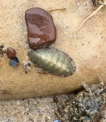 Chitonoidea