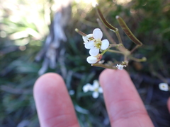 Cardamine lilacina