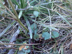 Cardamine lilacina