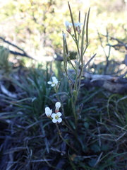 Cardamine lilacina