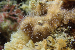 Zanclea