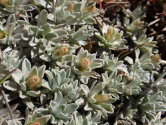 Argyrotegium nitidulum