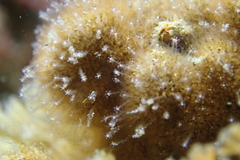 Zanclea