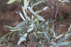 Santalum lanceolatum