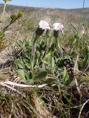 Pappochroma bellidioides