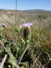 Pappochroma bellidioides
