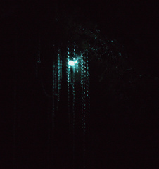 Arachnocampa