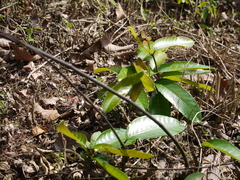 Anodendron parviflorum