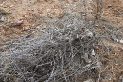 Sclerolaena birchii