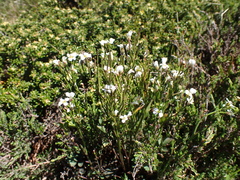 Cardamine lilacina