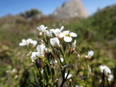 Cardamine lilacina