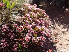 Pimelea alpina