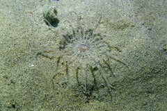 Harenactis attenuata