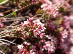 Pimelea alpina