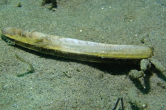 Ensis myrae