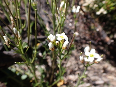 Cardamine lilacina