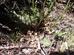 Cardamine lilacina
