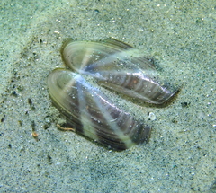 Siliqua lucida