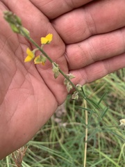 Crotalaria brevis
