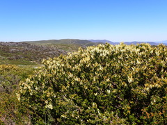 Orites lancifolius