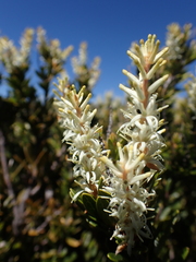Orites lancifolius