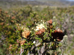Phebalium squamulosum