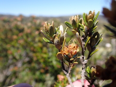 Phebalium squamulosum