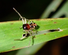 Thomisidae