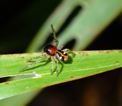 Thomisidae