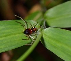 Thomisidae