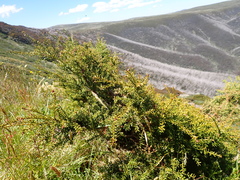 Podocarpus lawrencei