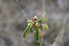 Seringia corollata