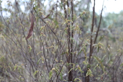 Seringia corollata