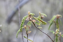 Seringia corollata