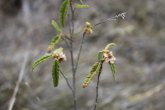 Seringia corollata