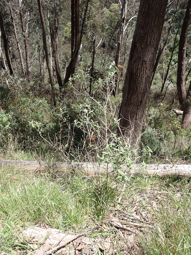 Image of Ovens Everlasting (Ozothamnus stirlingii) by (c) Nina Kerr, some rights reserved (CC BY)