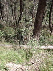 Ozothamnus stirlingii